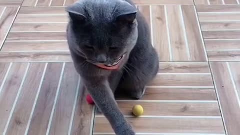 Funniest Animals Real 😹 - Best Of The 2021