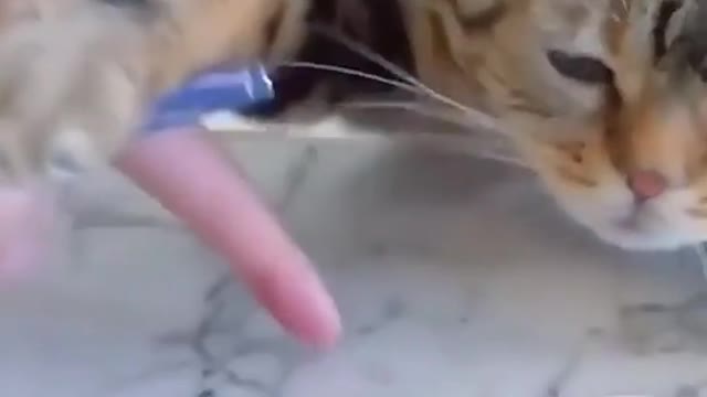 Cat Love Momo