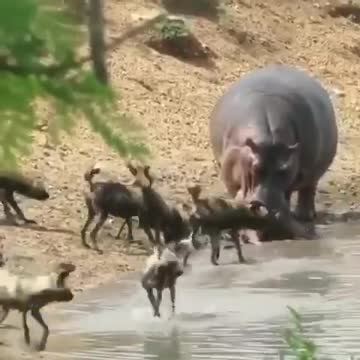 Dastardly hyena dogs try to take the hippopotamus's prey.