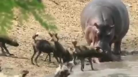 Dastardly hyena dogs try to take the hippopotamus's prey.