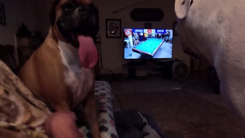 Harvey and Clyde being silly boys!