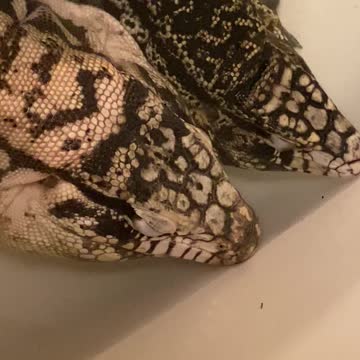 Tegus getting bath time