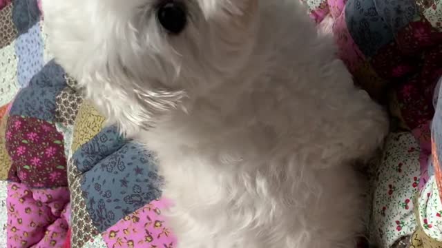 My puppy's reaction is so funny.