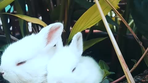 Cute animals Loveable