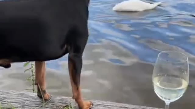 Swan and wine,How To Train Your Puppy click here 👉https://rb.gy/tlgmuv