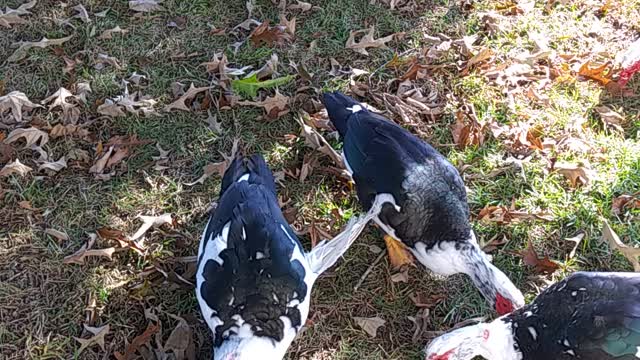 Thanksgiving Eve with the Ducks