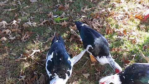 Thanksgiving Eve with the Ducks