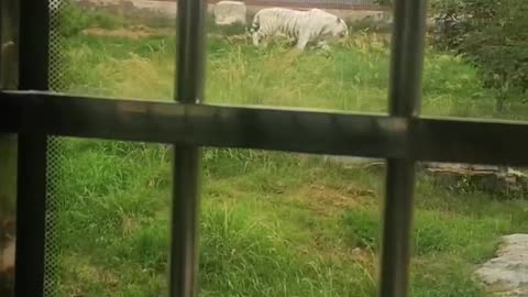 rare white tiger