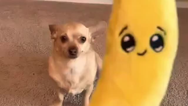 Cute funny dog videos😃! dog vines and compilation