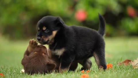 Videos of Funny Dogs Let's Laugh A Lot!