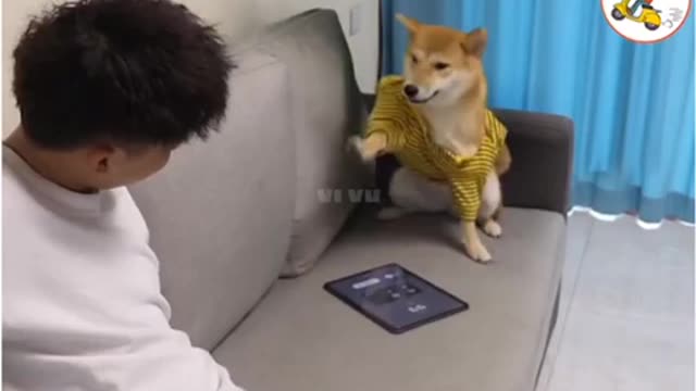 Laughing all the time, turns out there's a reason for every episode first The Dog Is So Cute