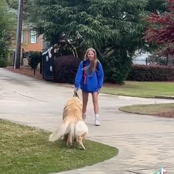 The dog waiting for the girl at school