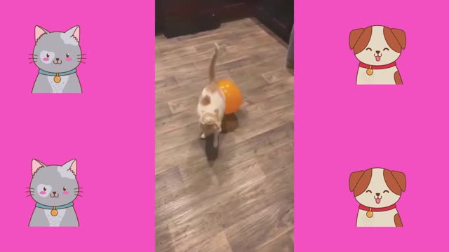 🤣 Best Funny Cute 🐶 Dogs and 😻 Cats - Awesome Funny Pet Animals Videos 😇