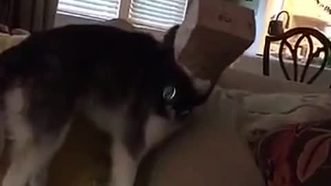 Husky can't get paper bag off face