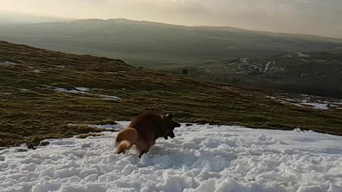 Golden dog trying to catch snowball in slomo