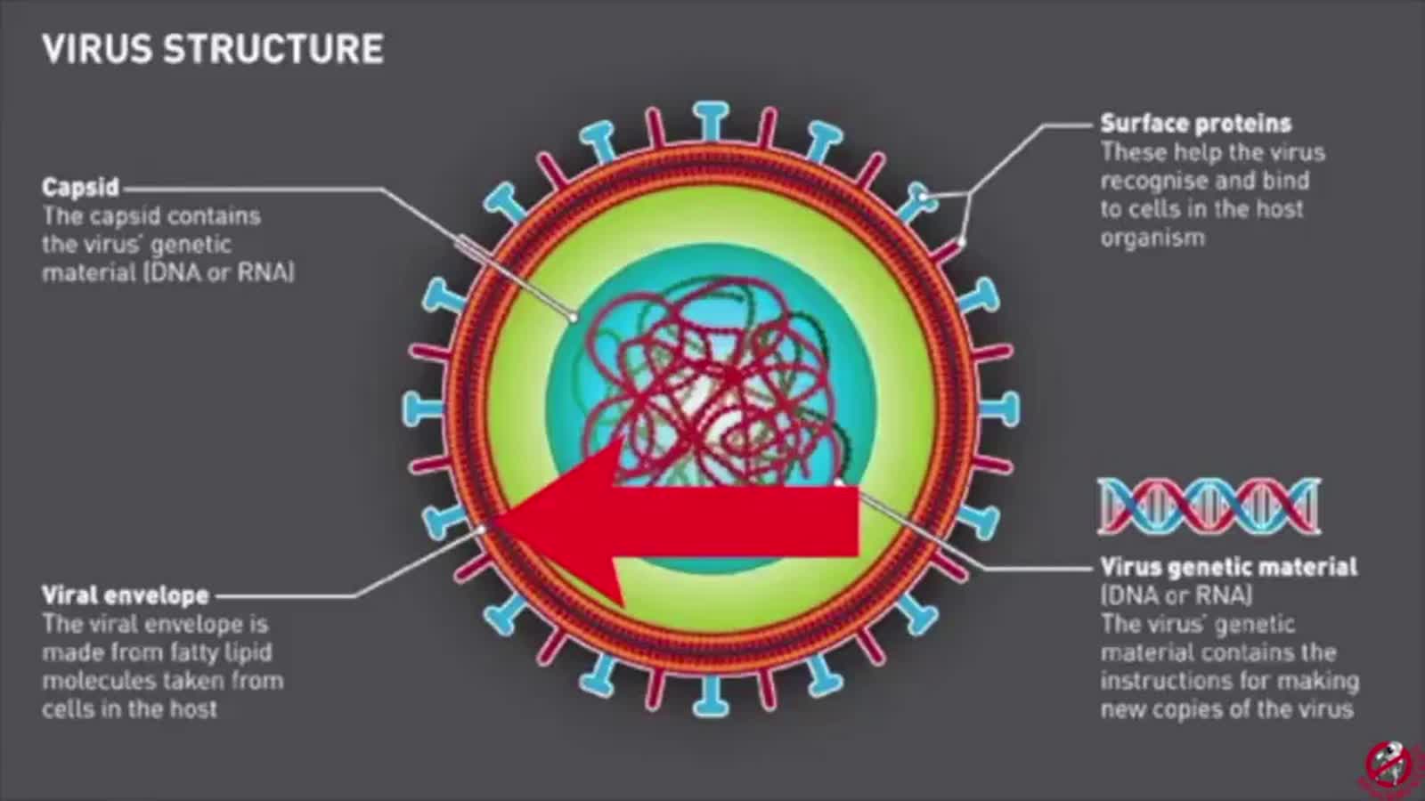 THE END OF GERM THEORY (Part 1 of 2) by Steve Falconer from Spacebusters