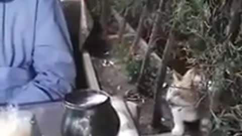 Friendly Wild Cat Politely Asks For Scraps