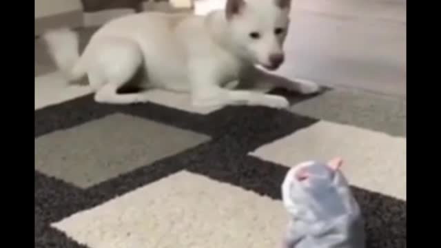Funniest Animals - Best of the 2022 Funny moments 😂😻
