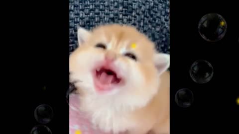 Cute kitten