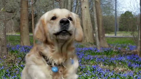 Mind-Blowing_Dog_Barking_Compilation__Your_Dogs__Reaction_Will_Leave_You_