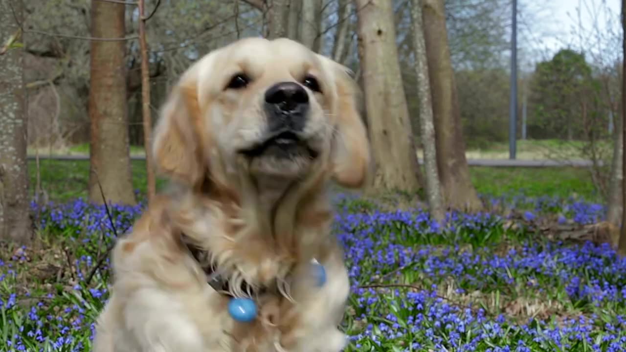Mind-Blowing_Dog_Barking_Compilation__Your_Dogs__Reaction_Will_Leave_You_