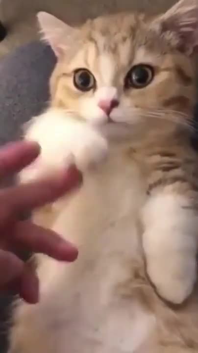 Cats are so funny you will die laughing - Funny cat compilation