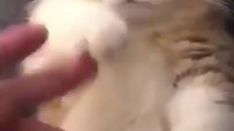 Cats are so funny you will die laughing - Funny cat compilation