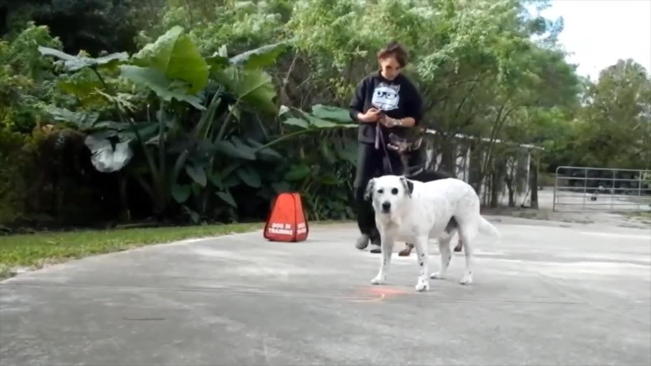 Keeping the dog leash