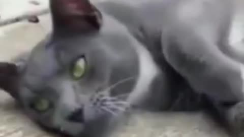 A Cat Scared with a Crab Funny Cat Video