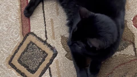 Adopting a Cat from a Shelter Vlog - Precious Piper Likes to Sit In the Living Room with Us #shorts