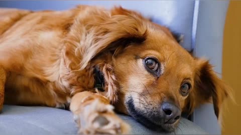 Funny dog moment