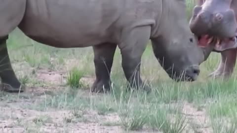 Power of Crazy Hippo - wide mouth Hippo bites everything it sees-11