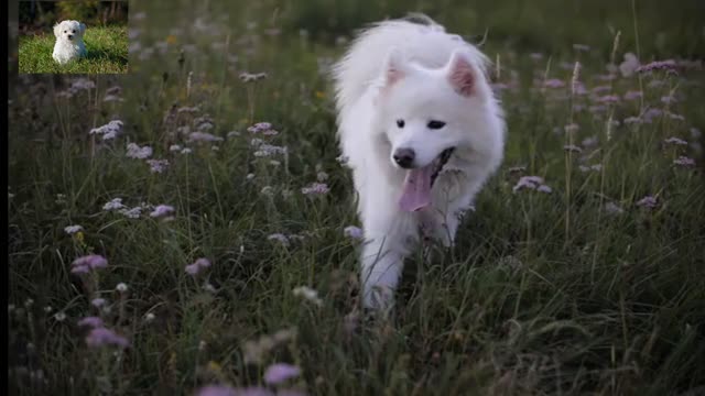 white dog lying on green grass