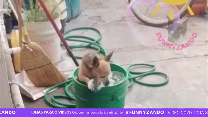 🤣Funny animals 2022 - Try not to laugh🤣