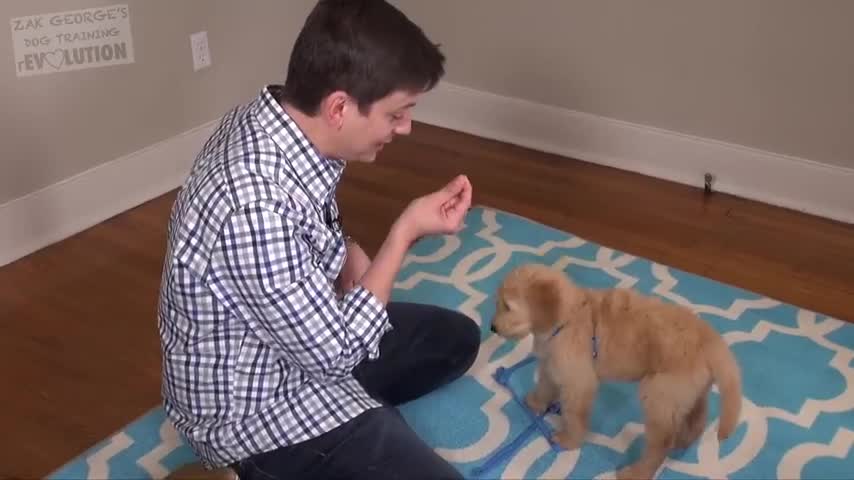 3 Easy Things to Teach your NEW PUPPY