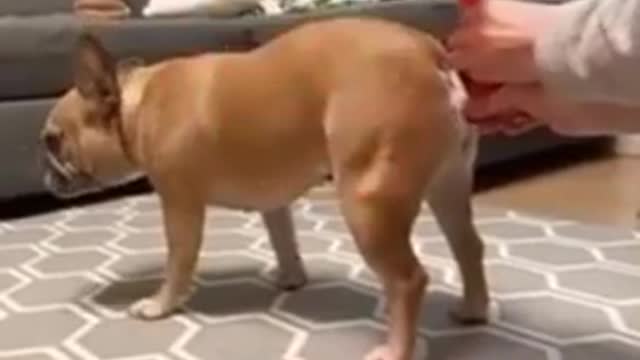 Cate — animal — cute dogs —funny animal videos—Funny video 😂 part91 #short #video