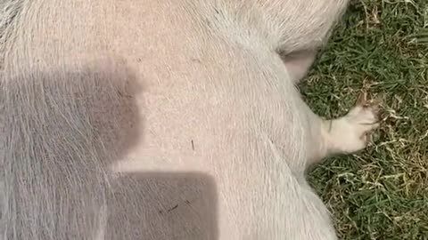 fyp#foryou#pig#naughty#asmr