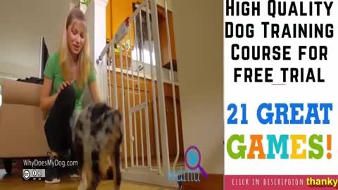 How to train dog. Dog training academy