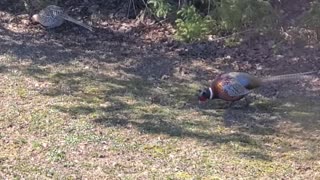 Ring neck pheasant