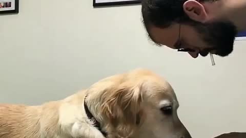 Vaccinate the dog, very calmly