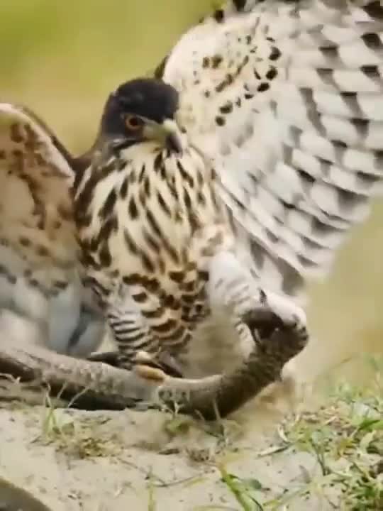 peregrine falcon vs snake | Fighting animals | Jungle hunters