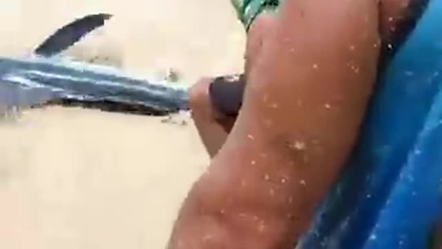 que você faria se encontrasse um peixe Marlim encalhado na Praia?