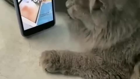 Cat watching previous video of her on mobile and have perfect reaction on beat