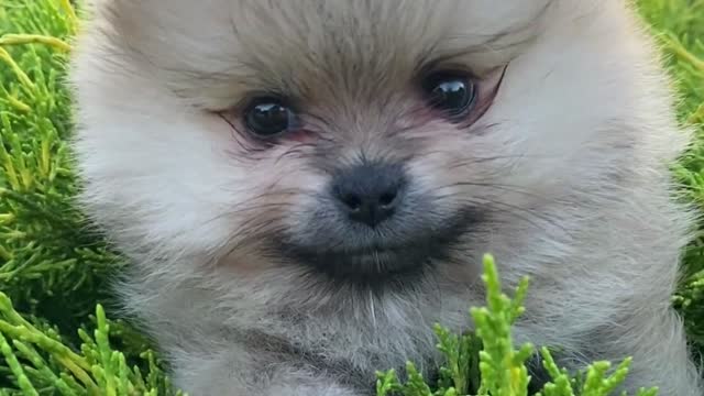 Cute Puppy In The Garden #cutepeuppy