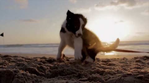 Dog video
