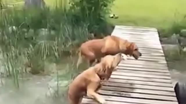 FUNNIEST Dog Video | Sweet Animals | Dog #shorts