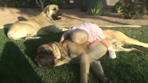 Baby playing with mastiffs