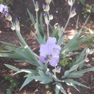Iris