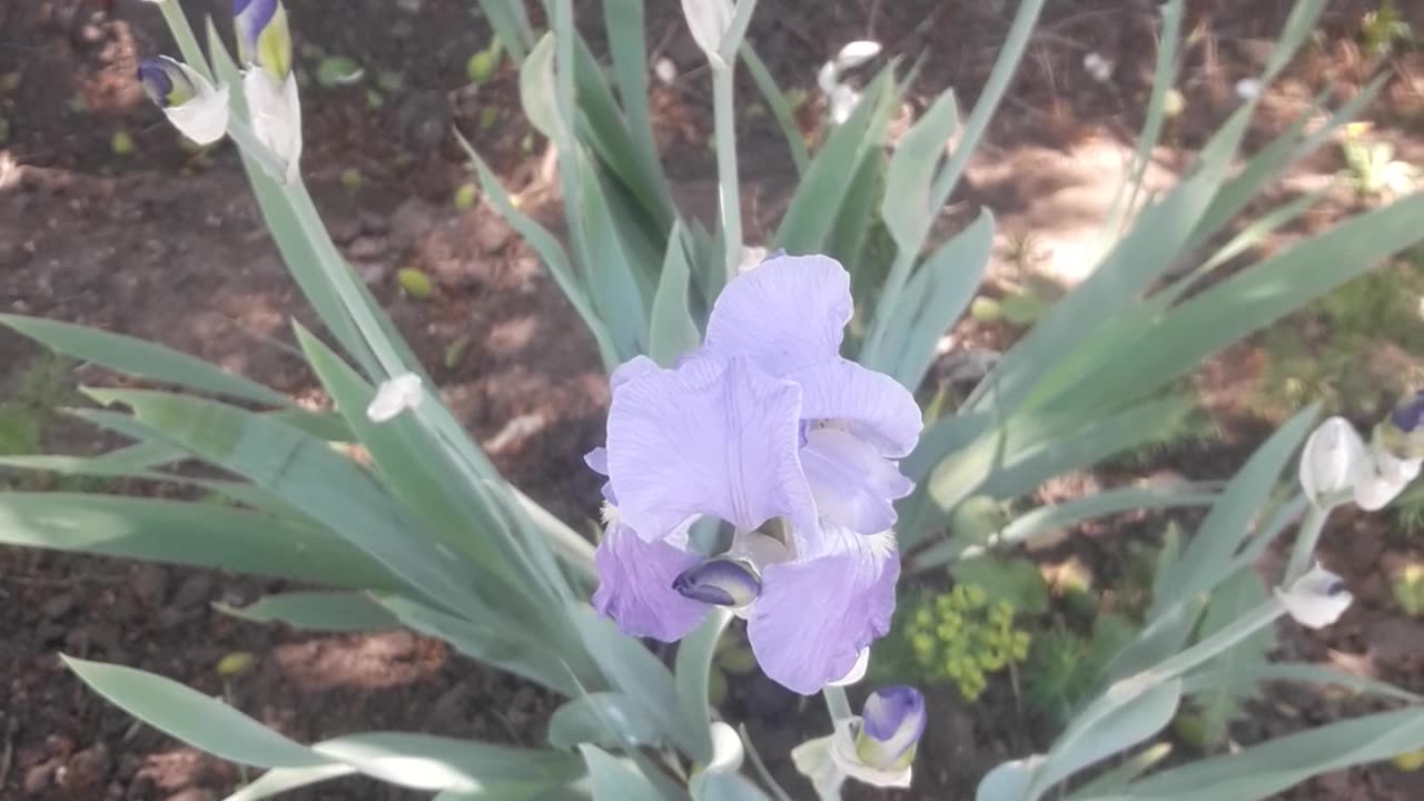 Iris