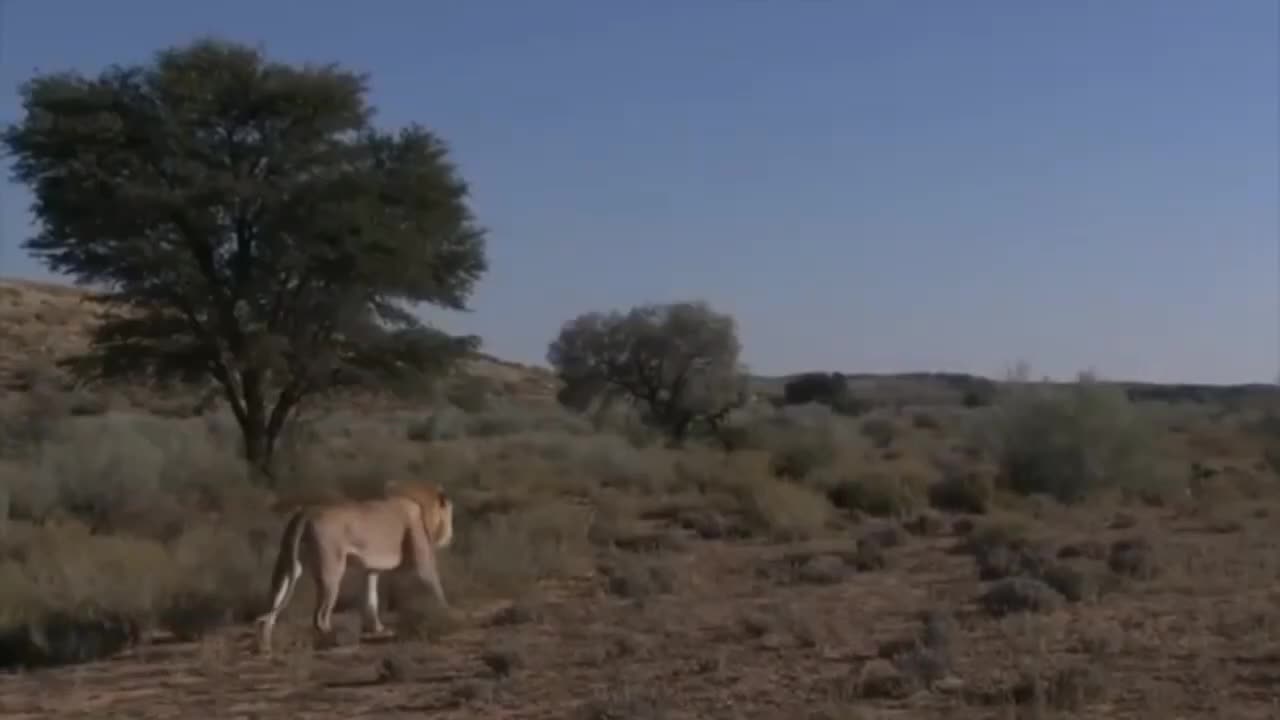 Tiger fight With Lion and very aggressive